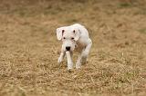 DOGUE ARGENTIN 173